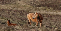 cabalos salvaxes xistral serra4