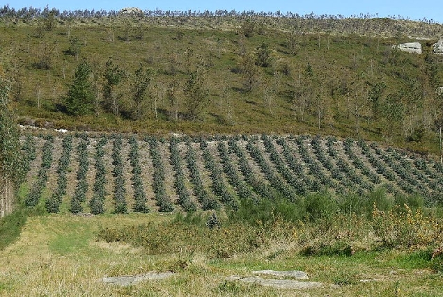 plantacion pinos ilegais serra xistral