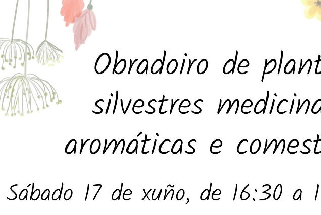 obradoiro plantas medicinais casa das insuas