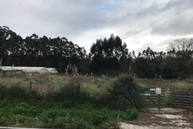 Imaxe dunha finca propiedade do Concello de Oleiros con plantas de plumachos