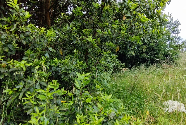 Imaxe da xestión da biomasa en Culleredo