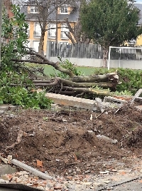 Peche do C.P. Gregorio Sanz 2026 arbore