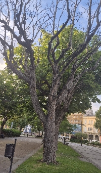 Arbore mal estado Ribadeo